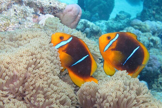 Romantic Dive for beginners in Bora Bora (2 people) with Video - What the Instructor Actually Does (And Why Beginners Benefit)