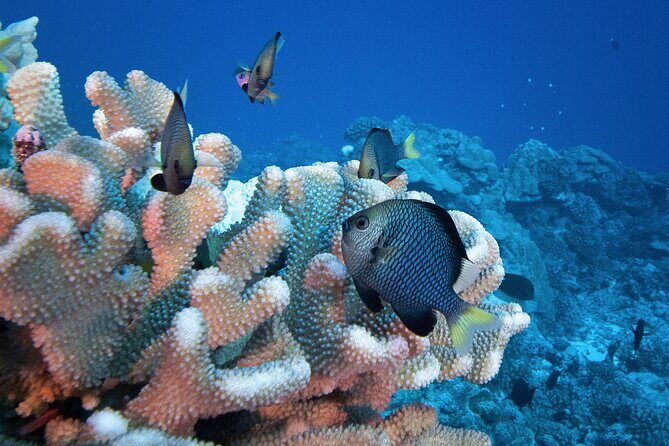 Romantic Dive for beginners in Bora Bora (2 people) with Video - Stop 1: Eleuthera Bora Diving Center (What Happens Before You Go In)