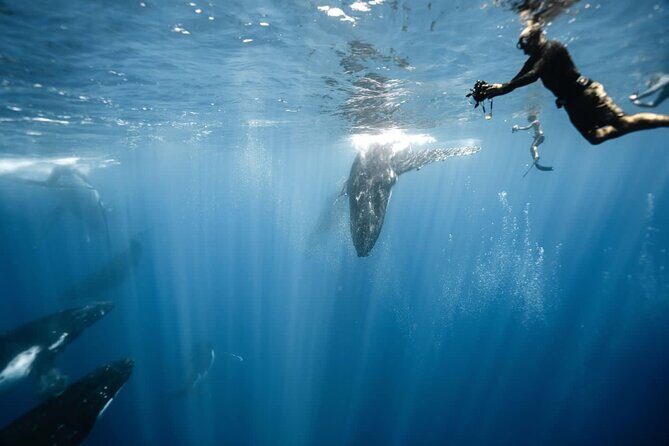 Sacred Experience Swimming with a Whale in Moorea - Key things I think you’ll care about most