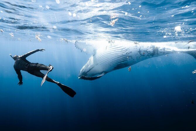 Sacred Experience Swimming with a Whale in Moorea - Where You Meet and How Easy It Is to Find