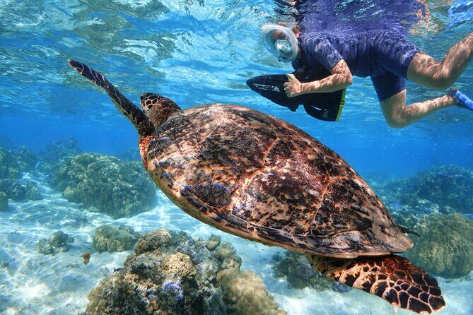 Sea Scooter Jet snorkeling "Moorea Reef Adventure" - Why Sea Scooter Snorkeling Works So Well in Moorea’s Lagoon