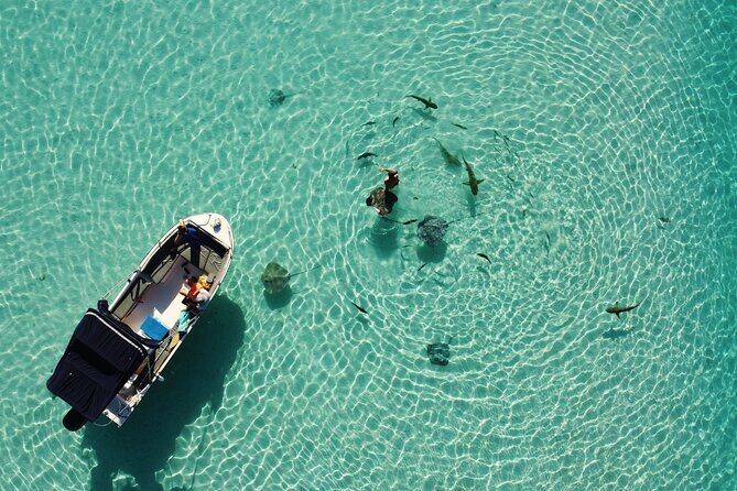 Sea Scooter Jet snorkeling "Moorea Reef Adventure" - What You Can Expect to See: Stingrays, Turtles, and the Fish You’d Miss