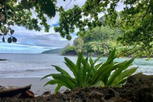 Shared Transfer: Hotel or Cruise Port to Tahiti Airport - Inside the ride: comfort you’ll actually notice before check-in