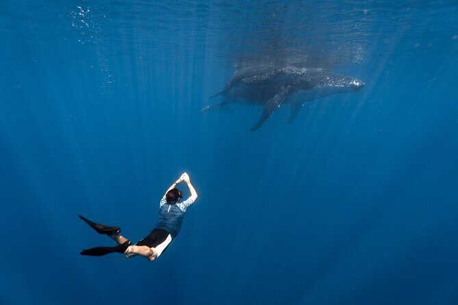 Shared Whale Expedition - Key Highlights You’ll Feel Immediately