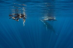 Shared Whale Expedition - Respect Rules: How the Crew Positions You for Whale Encounters