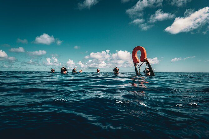 Shared Whale Expedition - Snorkeling With Humpbacks: Gear, Fitness, and Safety Tips