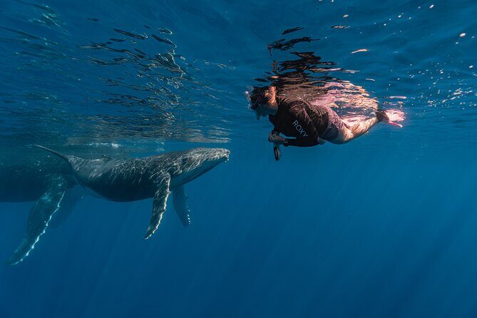 Shared Whale Expedition - The Surprise Cast: Dolphins, Turtles, Rays, and Sharks