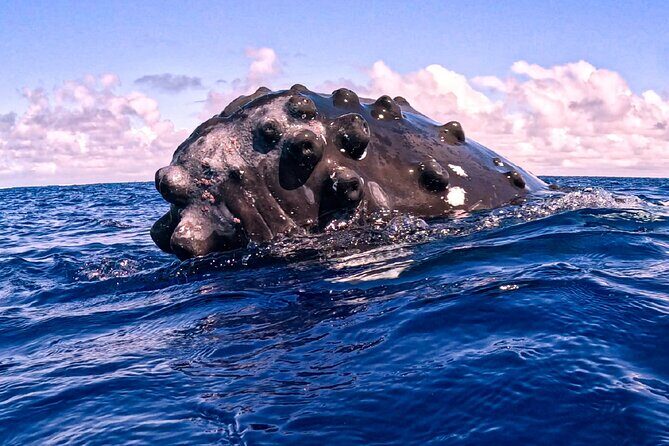 Shared Whale Expedition - Should You Book ULTRA REEF’s Shared Whale Expedition in Moorea?