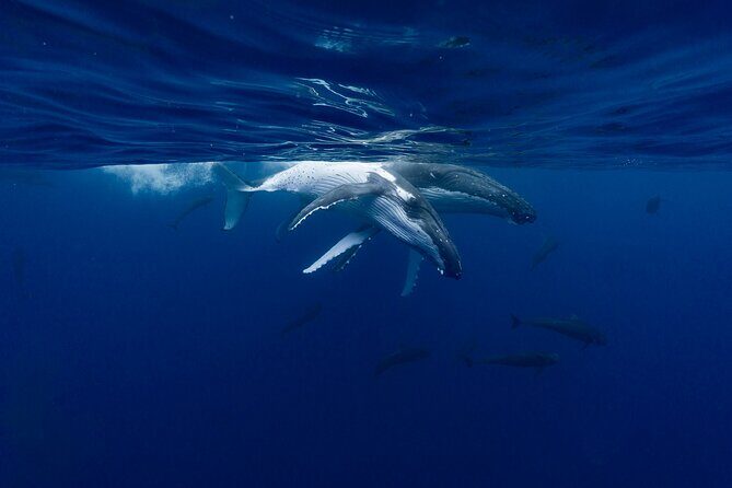 Shared Whale Expedition - FAQ