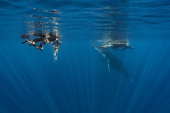 Shared Whale Expedition - Respect Rules: How the Crew Positions You for Whale Encounters