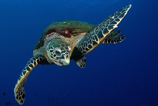 Small group snorkeling (5 people max): Turtles at 7:30am - Quick Hits: Why This Turtle Snorkeling Feels Worth It