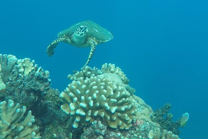 Small group snorkeling (5 people max): Turtles at 7:30am - Why Captain Benoit’s Style Matters in the Water