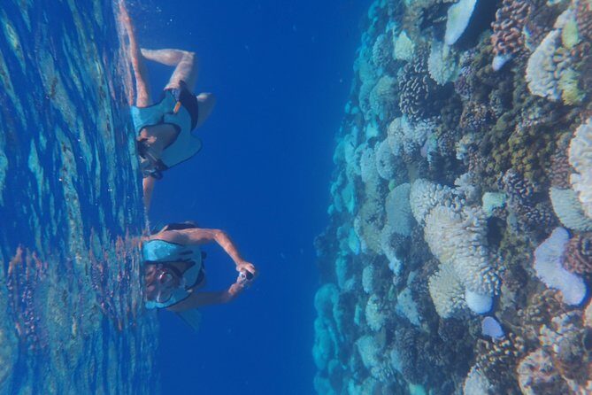 Small group snorkeling (5 people max): Turtles at 7:30am - Price and Value: What $104.65 Buys You Here