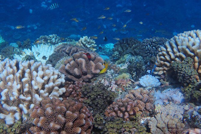 Small group snorkeling (5 people max): Turtles at 7:30am - Who Should Book This Turtle Snorkeling, and Who Should Skip It