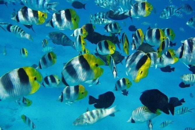 Small group snorkeling (5 people max): wrecks & tropical fishes at 1:00pm - Key details at a glance