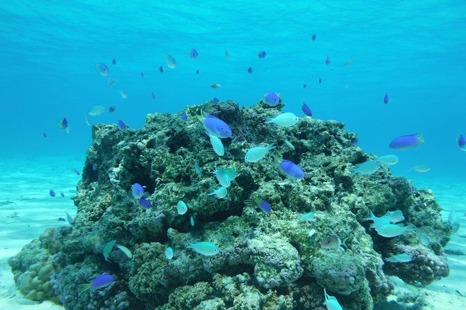 Small group snorkeling (5 people max): wrecks & tropical fishes at 1:00pm - Complimentary underwater photos: a real souvenir, not just a nice extra