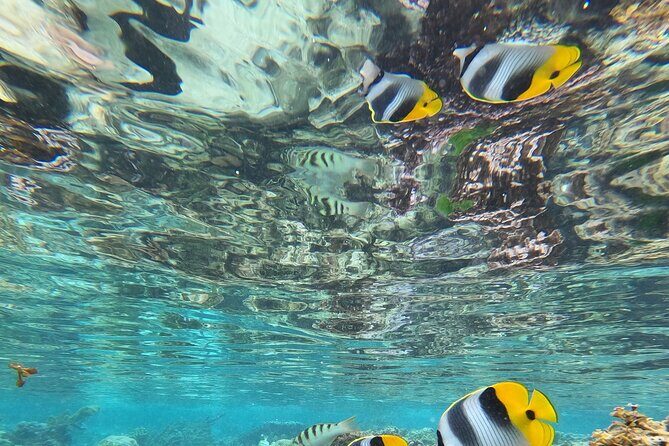 Snorkeling EN Small Group Tour in Tahiti - Step 3: Faa’a lagoon time, with eagle rays depending on conditions