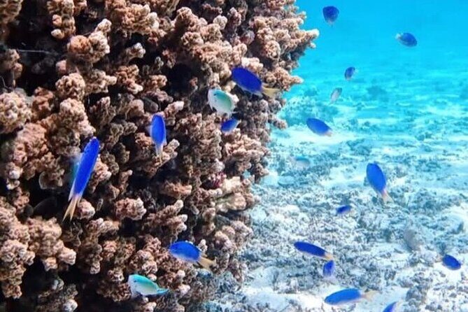 Snorkeling EN Small Group Tour in Tahiti - What wildlife odds look like (and why it’s still worth it)