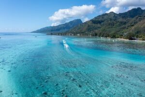 Snorkeling excursion and encounter with marine fauna in Moorea - Snorkeling Stops: Stingrays, Turtles, and Reef Sharks Up Close