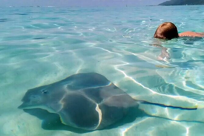 Snorkeling excursion and encounter with marine fauna in Moorea - Lunch on a Motu: Why Feet-in-the-Water Is More Than a Nice Photo