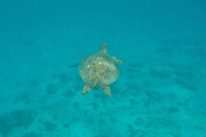 Snorkeling excursion and encounter with marine fauna in Moorea - Price and Value: Is $131.18 a Good Deal?