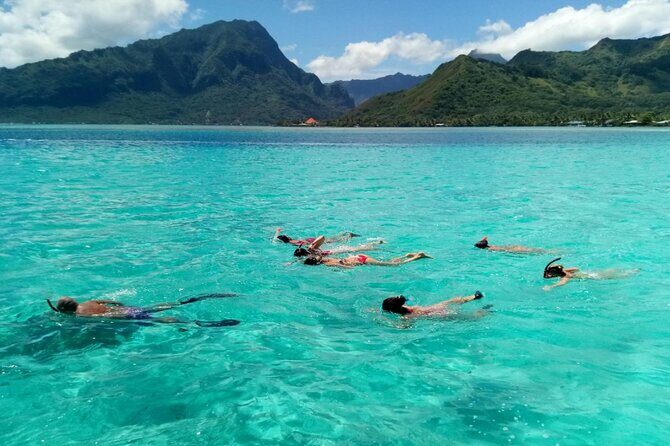 Snorkeling excursion and encounter with marine fauna in Moorea - What to Bring: Fins, Weather Layers, and Ladder Reality