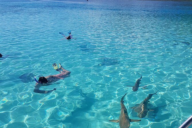 Snorkeling excursion, discovery of the lagoon, small group. - A small-group lagoon plan that feels personal