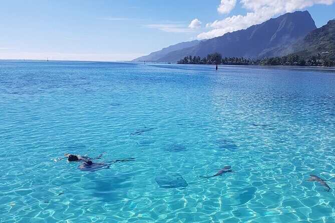 Snorkeling excursion, discovery of the lagoon, small group. - Price in context: is $118.46 worth it?