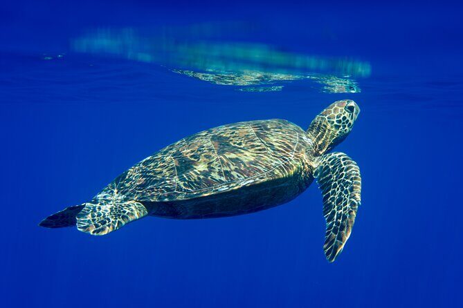 Snorkeling picnic in 4h30 with lunch in Tahiti - Key highlights