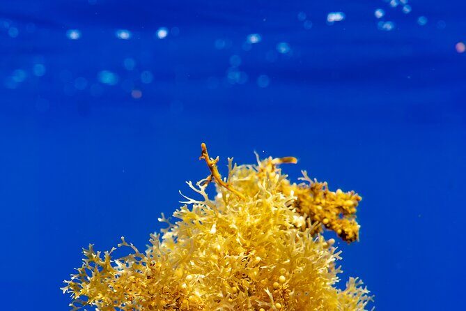 Snorkeling picnic in 4h30 with lunch in Tahiti - A 4h30 Tahiti snorkeling picnic that actually feels like a plan