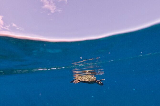 Snorkeling picnic in 4h30 with lunch in Tahiti - Lunch onboard: raw coconut milk fish, rice, seasonal tubers, and beer