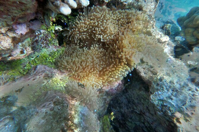 Snorkeling picnic in 4h30 with lunch in Tahiti - How much time is actually in the water (and how to handle reboarding)