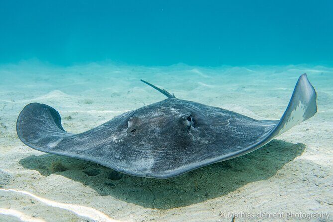 Snorkeling picnic in 4h30 with lunch in Tahiti - Getting on board: gear, help, and the small-group feel