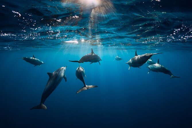Snorkeling Safari Moorea (Half Day Tour) - What the tour includes (and what you’ll pay for separately)