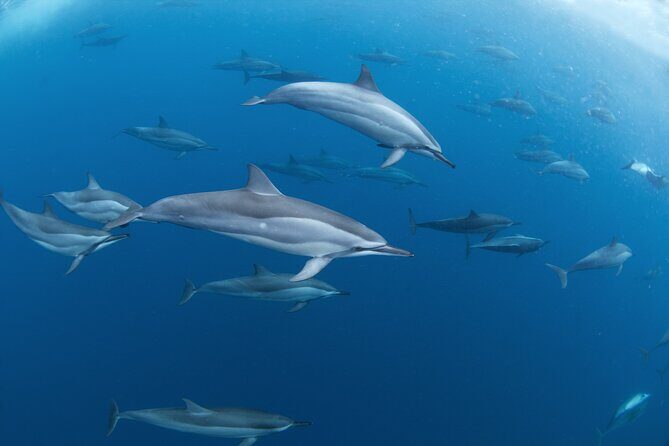 Snorkeling Safari Moorea (Half Day Tour) - Value and price: what $150.48 buys you on a half-day