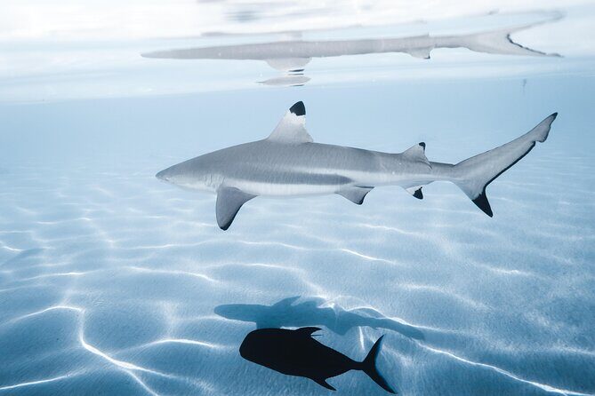 Snorkeling Safari Moorea (Half Day Tour) - Eco-friendly tours: what “respecting the environment” means in practice