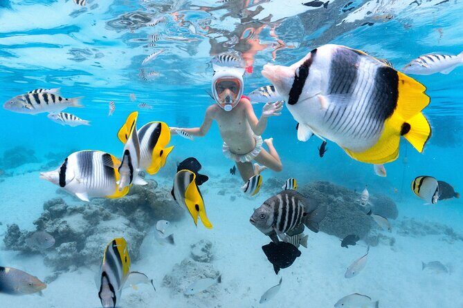 Snorkeling Safari Moorea (Half Day Tour) - The wildlife-focused flow: dolphins, coral garden snorkeling, and the sandbar