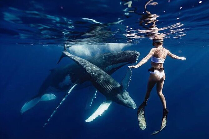 Swim in Moorea with Humpback Whales and More - Key Things That Make This Tour Worth Your Time