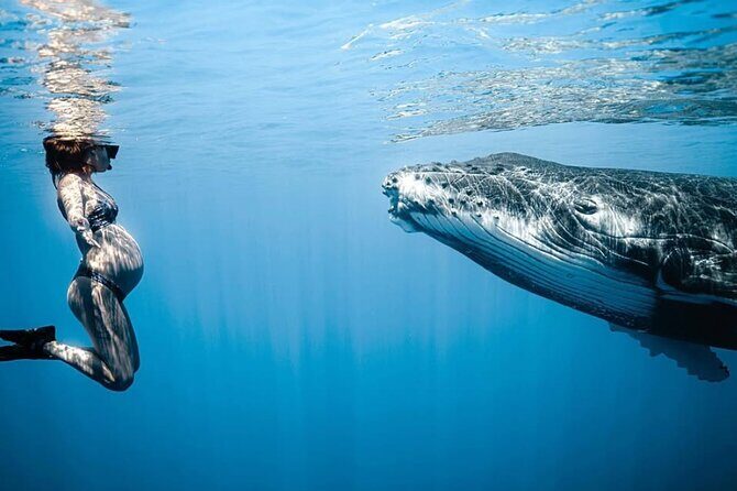 Swim in Moorea with Humpback Whales and More - Moorea’s Whale Season: When Swimming Is Allowed