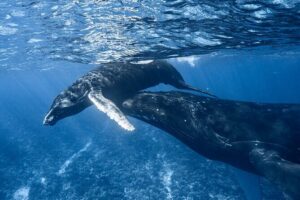 Swim in Moorea with Humpback Whales and More - On Board With a Biologist: How They Keep It Safe for Whales and People