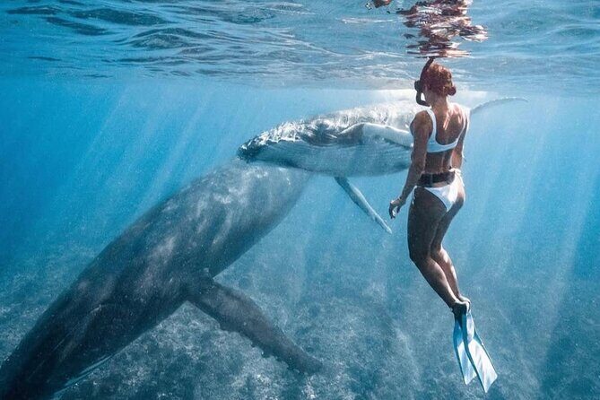 Swim in Moorea with Humpback Whales and More - The Humpback Whale Swim: Moments You Can’t Fake