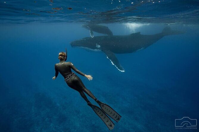 Swim in Moorea with Humpback Whales and More - More Than Whales: Dolphins and Pelagic Sharks in the Mix