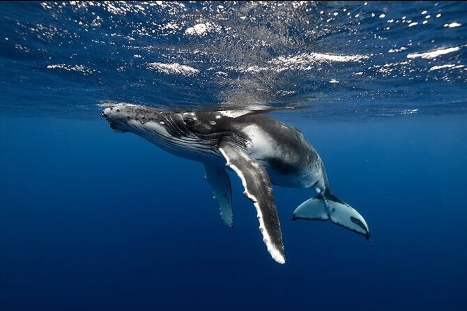 Swim in Moorea with Humpback Whales and More - Gear and Comfort: Wetsuits, Snorkel Equipment, and the Stuff You Forget