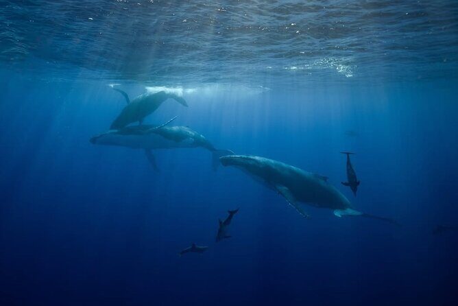 Swim in Moorea with Humpback Whales and More - Price and Value: Why $412.98 Might Be Worth It