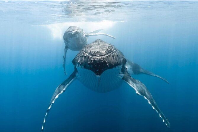 Swim in Moorea with Humpback Whales and More - The Crew Matters: Robert and Mareva’s Impact