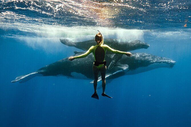 Swim with humpback whales - Key Highlights That Matter in Real Life