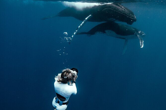 Swim with humpback whales - Moorea Whale Season: Why This Swim Makes Sense