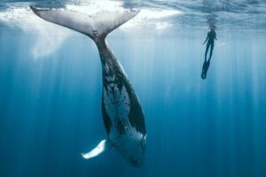 Swim with humpback whales - Getting on the Water: 8:30 Start, Pickup, and the Small-Group Reality