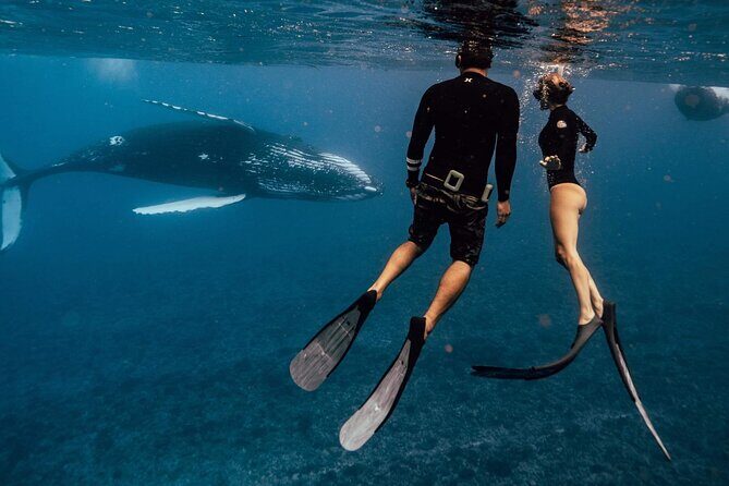 Swim with humpback whales - Cruising the Lagoon: The Warm-Up Before Whale Time