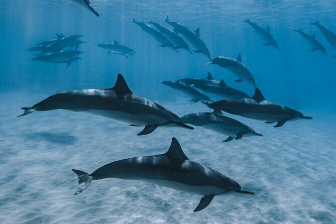 Swim with humpback whales - Open-Ocean Humpback Swim: What to Expect Under a Guide